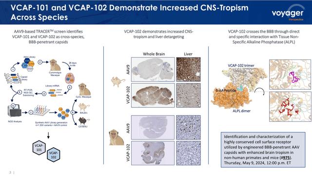 TRACER capsids second-generation results in two animal models